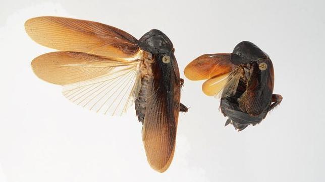 Una nueva cucaracha resistente al frío invade Nueva York