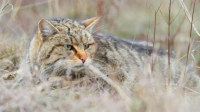 Los gatos fueron domesticados en China hace 5.300 años