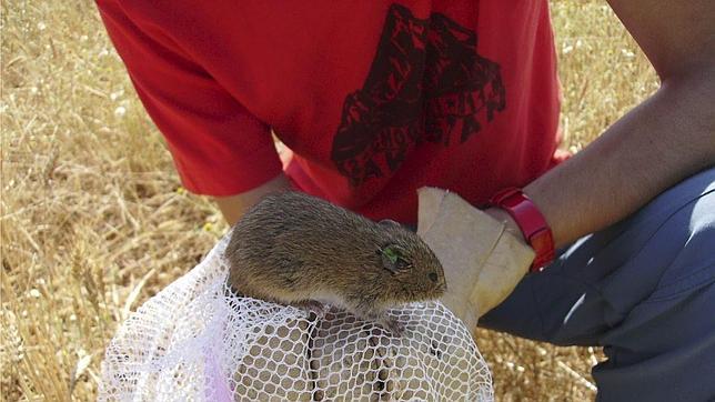 Los ecologistas denuncian un posible empleo masivo de veneno contra los topillos