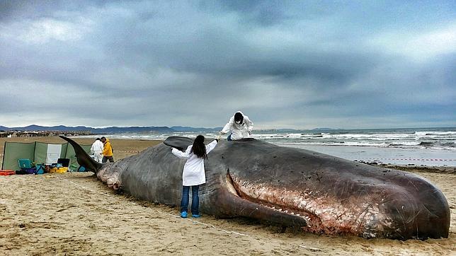 Un cachalote de dieciséis metros, varado en la playa de Las Arenas de Valencia