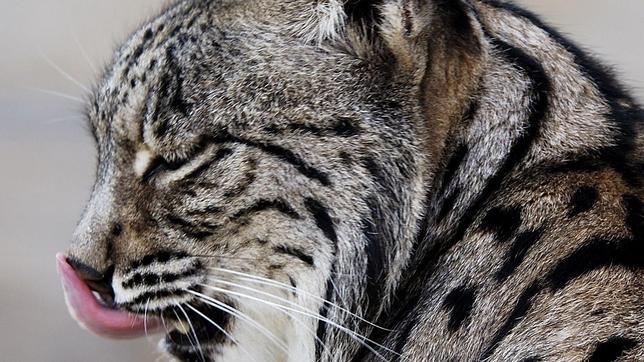Liberan dos linces nacidos en Doñana para reforzar las poblaciones de Jaén y Córdoba