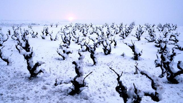 En busca del verdadero origen del cava