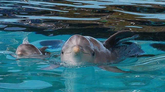 Un millar de delfines ha fallecido en aguas de EE.UU. víctimas de un virus en 2013