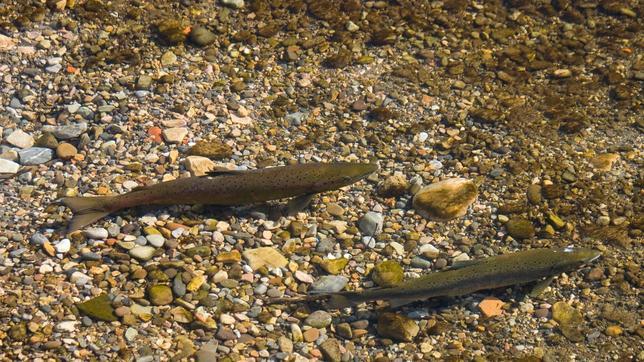 El «salto de la reja», imposible para los salmones del río Trubia