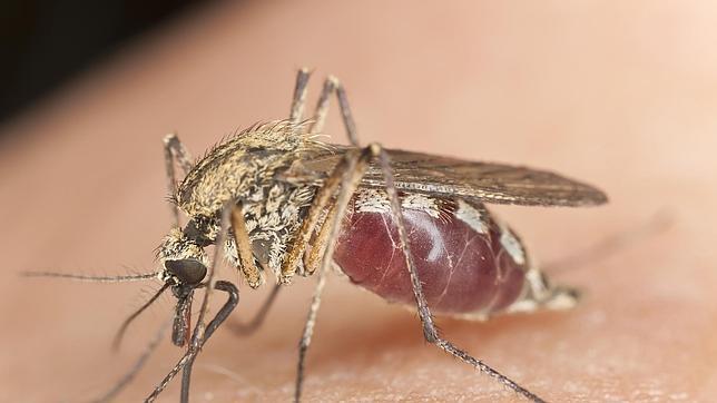 La combinación de fármacos elude las resistencias en malaria