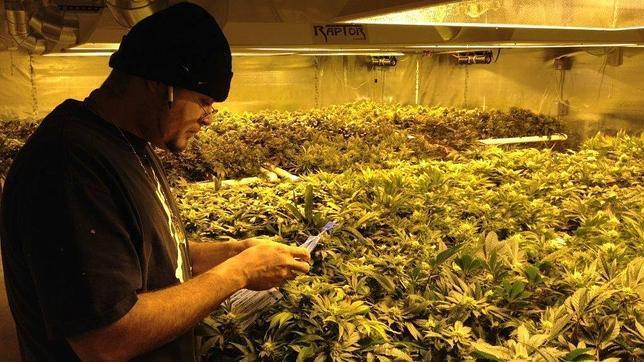 Colorado permite ya la venta de marihuana para uso recreativo