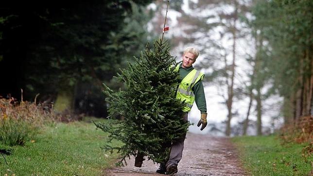 No plantes tu árbol de Navidad después de las fiestas