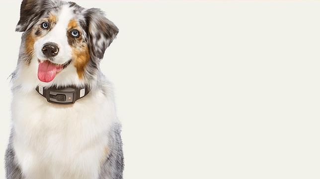 CES 2014: Voyce, un dispositivo que monitoriza a tu perro