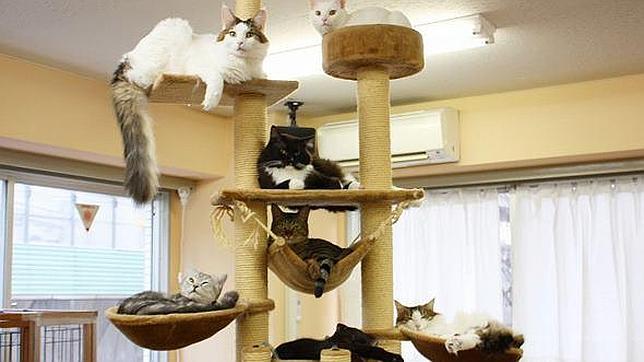 Un «café temático» de gatos triunfa en París