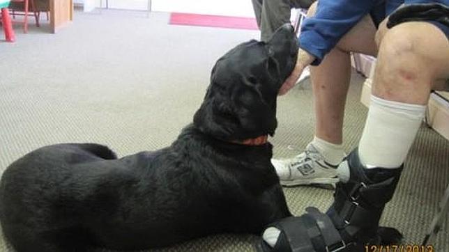 La perra de tres patas que reconforta a los pacientes amputados de una clínica de Massachusetts