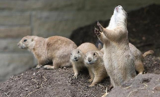 las astas de los perritos de las praderas son seguras para los perros