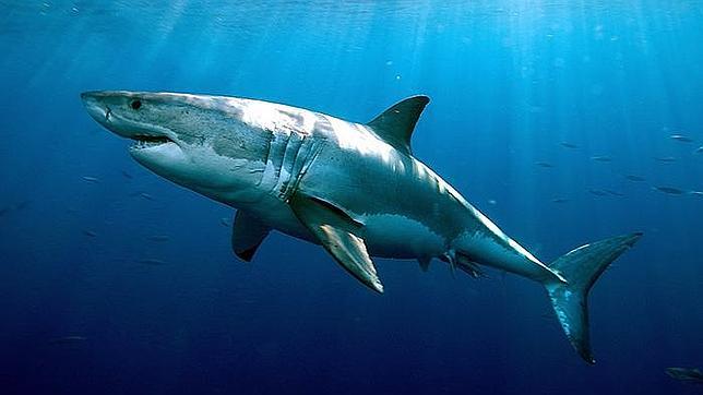 La increíble longevidad del tiburón blanco: 70 años