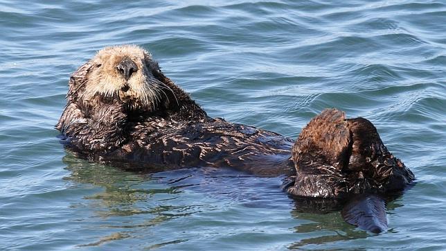 La pérdida de grandes carnívoros plantea un problema de conservación mundial