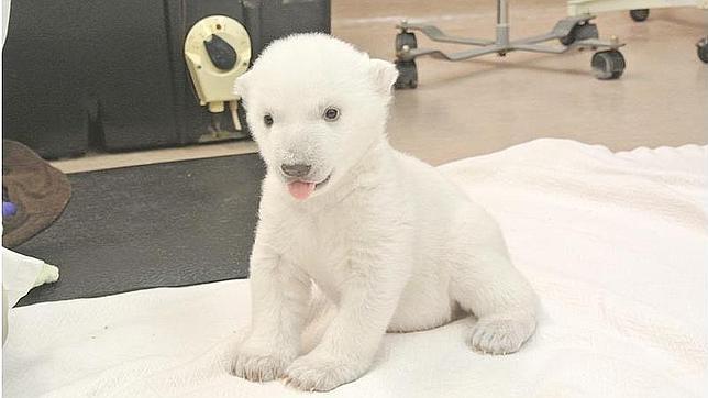 Vídeo: Los primeros pasos del «innombrable» oso polar del zoo de Toronto