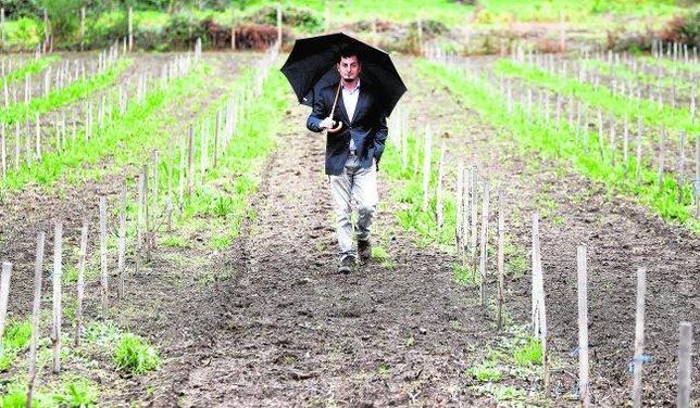 El vino de la tierra sin viñas