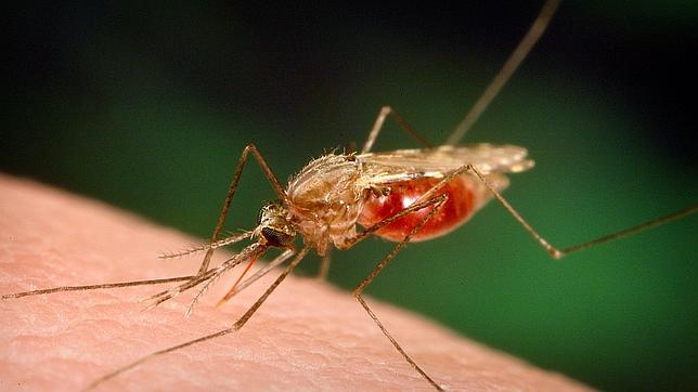 Venezuela, en alerta por fuerte alza de casos de malaria y dengue en 2013