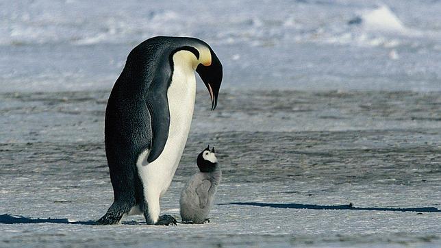 El cambio climático vuelve «escalador» al pingüino emperador