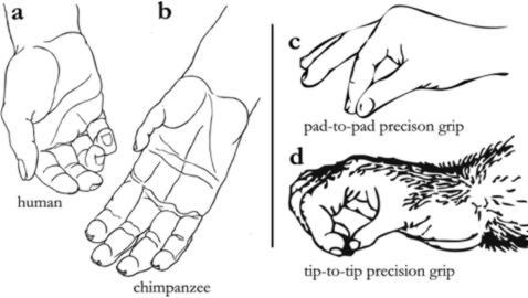Diferencias en el tamaño relativo de los pulgares humanos (a) y de chimpancé (b) y su capacidad de realizar una pinza de precisión.