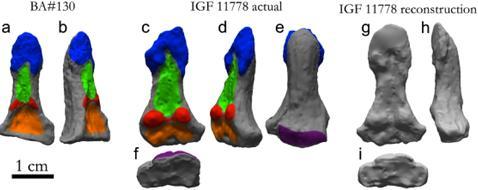 Distintas vistas de dos falanges distales del pulgar de Oreopithecus bambolii