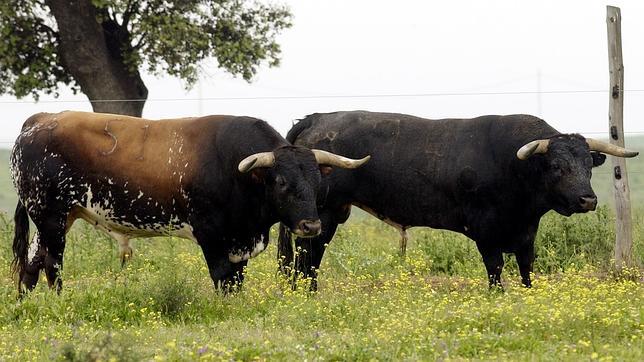 Siete toros de Miura «toman» el avión a Venezuela