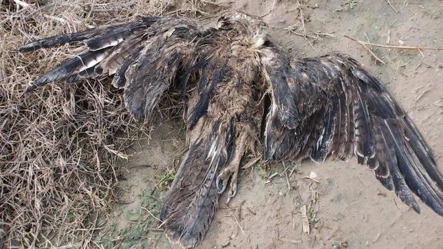 Ecologistas en Acción alerta del hallazgo de un águila perdicera electrocutada