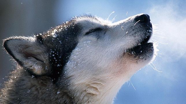 los perros evolucionaron de los lobos