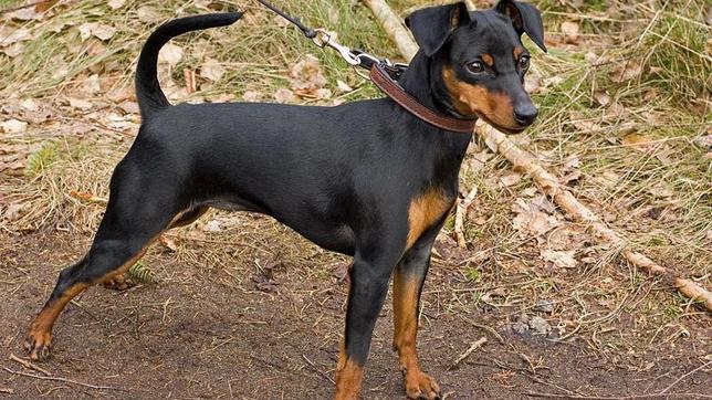 Un perro pasa cinco meses con su ladrón y se olvida de su dueña