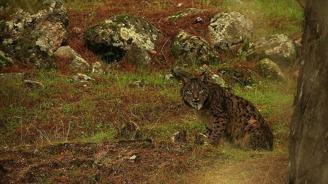 Se prevén entre 14 y 32 liberaciones de lince ibérico en España y Portugal en 2014