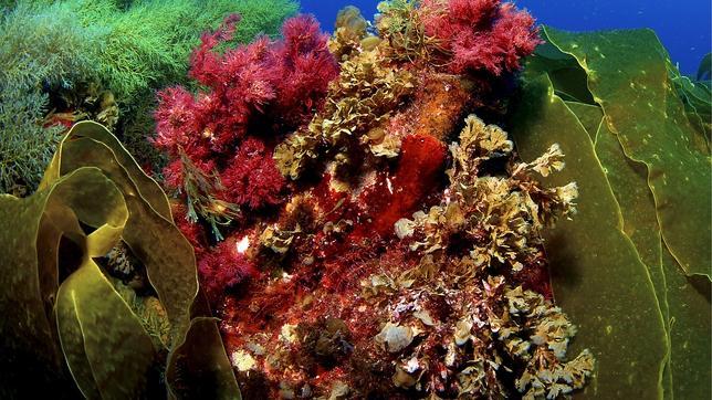 España aumentará del 1 al 8 por ciento la superficie marina protegida