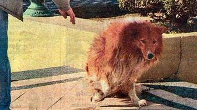 Muere el perro argentino que permaneció nueve años junto a la tumba de su dueño