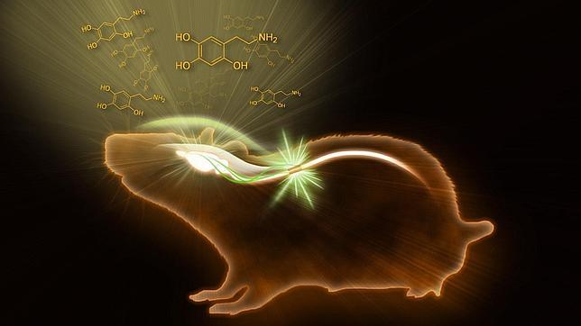 Estimular la médula con electrodos mejora los síntomas del párkinson en ratones
