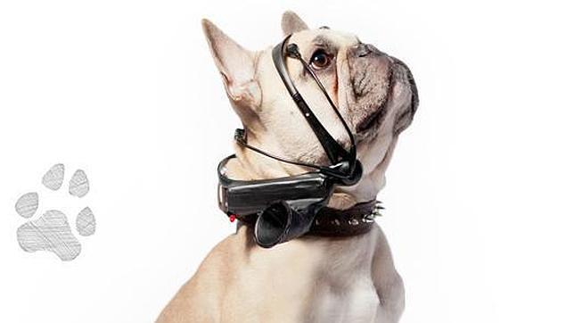 Un aparato «traduce» los pensamientos de los perros en palabras