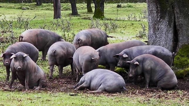 Cerdo ibérico: así nace y se hace el mejor jamón del mundo