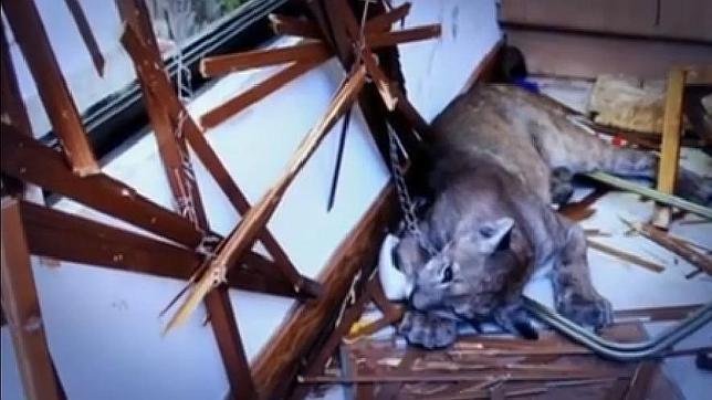 Una familia en Santiago de Chile se despierta con un puma en su cocina
