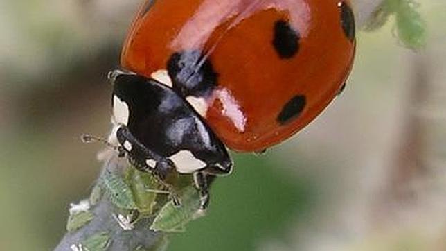 Con el cambio de look, tras la metamorfosis, el "misterioso" insecto ya resulta más familiar