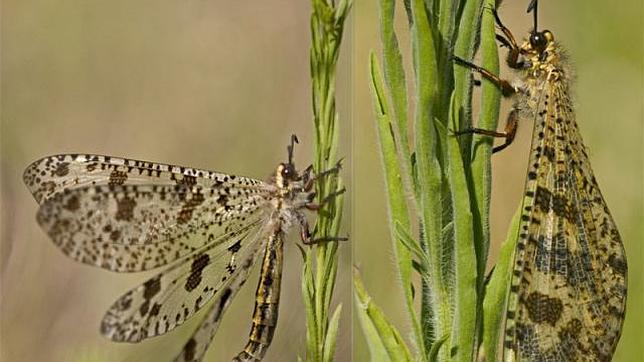 Aunque se conoce como hormiga león, no es una hormiga, sino un neuróptero, uno de los insectos más primitivos