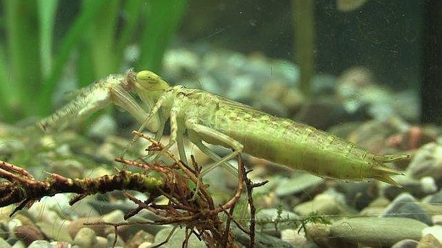 Salvo por sus ojos, nada haría pensar que esta larva que vive bajo el agua se transformará en una ágil libélula