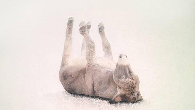 Seis poetas ante «Platero y yo»