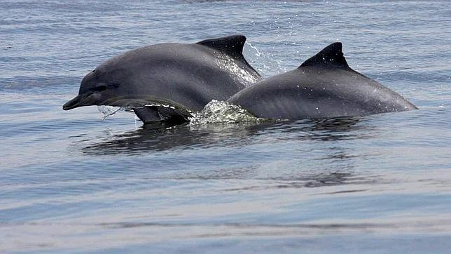 Perú contabiliza 400 delfines muertos en su costa solo en enero