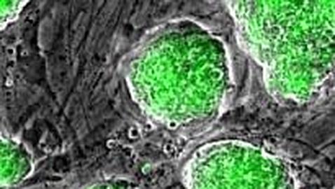 Descubren la clave para generar células totipotentes