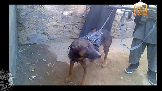El lío del «perro soldado» capturado por los talibán en Afganistán