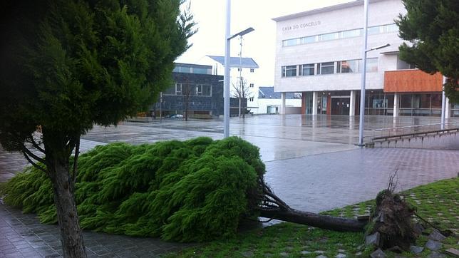 El viento derriba un árbol en Burela