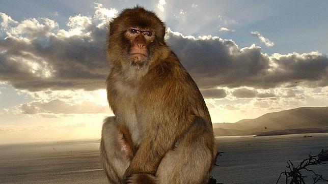 Gibraltar deportará a 120 monos por considerarlos peligrosos y violentos