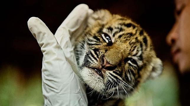 Poner coto a la actual «plaga» de caza furtiva de rinocerontes, elefantes y tigres