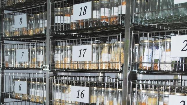 El IMIDA crea una base de datos con las plantas de su banco de semillas