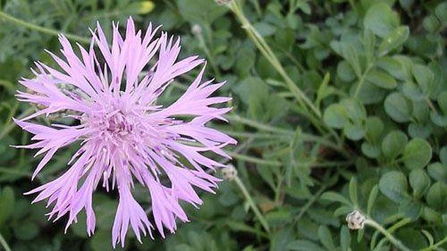 Los jardines de Barcelona, una manera de conocer flora y pasear por la ciudad