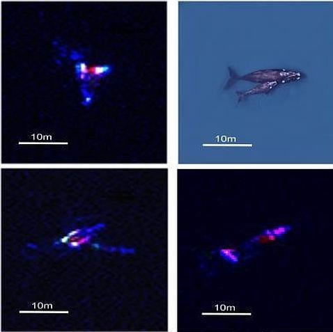 Ballenas vistas desde el espacio