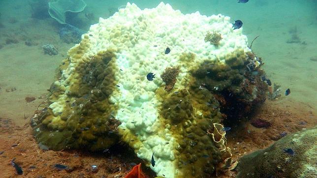 Ni los corales centenarios resisten el aumento de la temperatura del mar