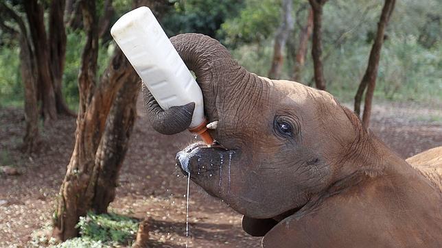 EE.UU. aprueba la primera Estrategia Nacional contra el tráfico de especies