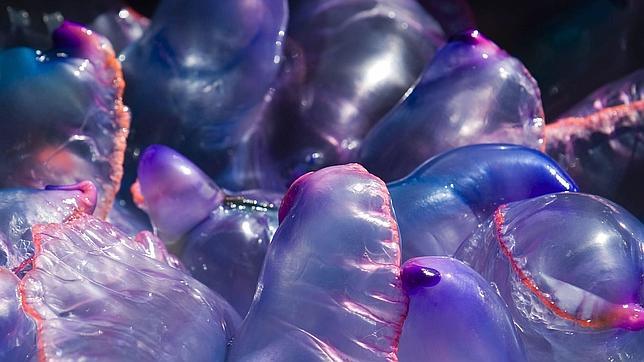 «Las últimas borrascas arrastraron a la costa medusas asesinas»